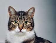 Owner came in contact with their cat who was the carrier for this disease (Image via Unsplash/ Llyod Henneman)